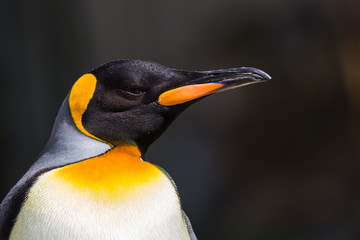 King Penguin captured in Gloucestershire during the summer of 2018.