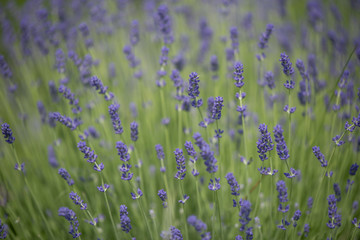 Blooming and fragrant lavender field