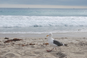 Hello Seagull