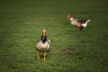 Goose steal my lenshood