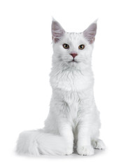 Obraz premium Solid white Maine Coon cat kitten with attitude sitting up straight with tail curled around paws, looking at lens isolated on white background