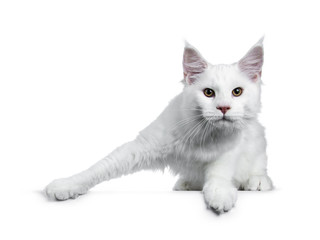 Solid white Maine Coon cat kitten with attitude standing ready to jump (like ice skater), looking straight in lens isolated on white background
