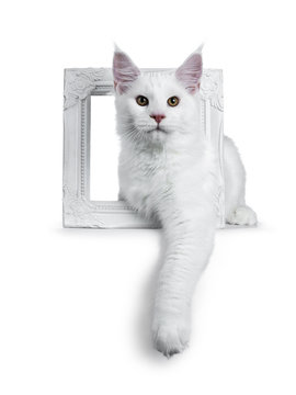 Solid white Maine Coon cat kitten with attitude laying through a white picture frame with one paw hanging down, looking straight in lens isolated on white background