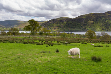 Sheep grazing on a mountain meadow in England.