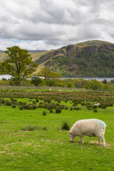 Obraz premium Sheep grazing on a mountain meadow in England.