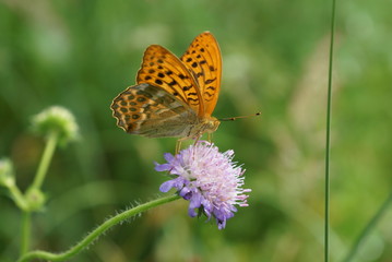 russian forest after rain