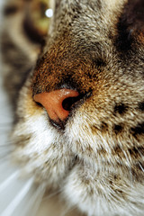 Close-up of a cat&acute;s nose, macro, selective focus