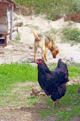 Small chickens eating in poultry near mother hen and dog. Domestic birds