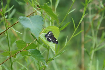russian forest after rain
