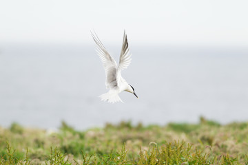 Sandwich tern (Thalasseus sandvicensis) in flight, near breeding colony