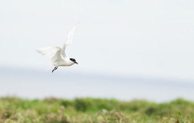 Sandwich tern (Thalasseus sandvicensis) in flight, near breeding colony
