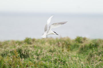 Sandwich tern (Thalasseus sandvicensis) in flight, near breeding colony