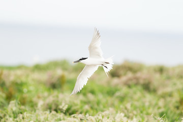 Sandwich tern (Thalasseus sandvicensis) in flight, near breeding colony