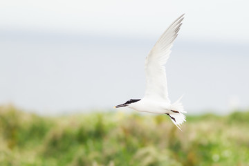 Sandwich tern (Thalasseus sandvicensis) in flight, near breeding colony