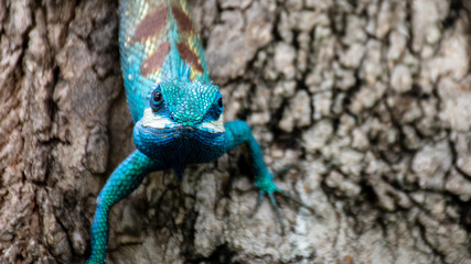 Naklejka na ściany i meble blue chameleon in tropical area on the tree