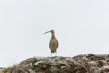 Eurasian curlew (Numenius arquata) in rain