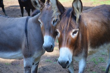 two donkey friends