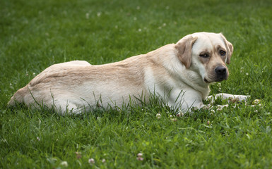 Young labrador dog in the garden