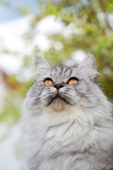 Naklejka na ściany i meble Britisch Langhaar Katze sieht nach oben