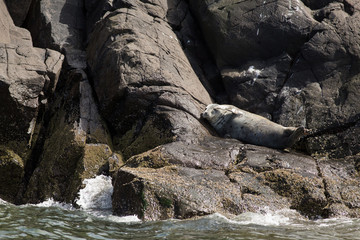 Obraz premium Grey Seal (Halichoerus grypus) resting on rock at colony