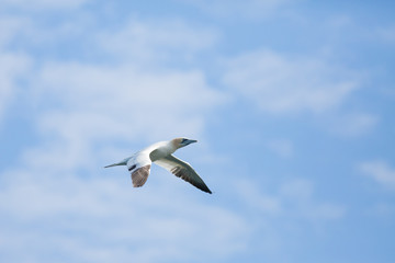 Fototapeta na wymiar Northeern gannet (Morus bassanus) Juvenile in flight