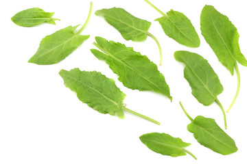 fresh sorrel, garden sorrel, rumex acetosa, green leaves, isolated on white background. Top view