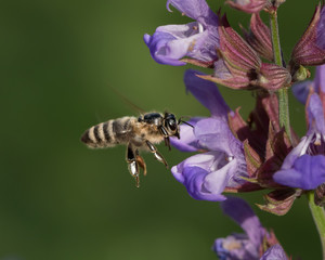 A honeybee in flight approaching the blossoms of common sage