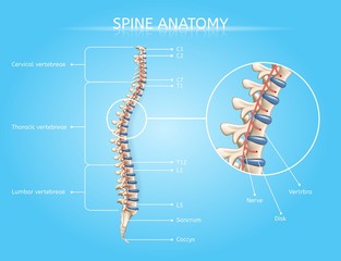 Human Spine Anatomy Vector Medical Infographic