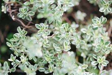 Thyme plant growing in the herb garden