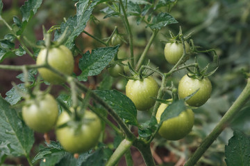 Branch of a fresh green tomatoes in garden.
