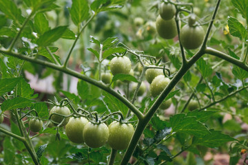 Fresh organic tomatoes on a branch. Natural healthy food background.