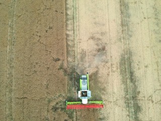 Combine harvester collecting grain on wheat field, aerial view of harvest