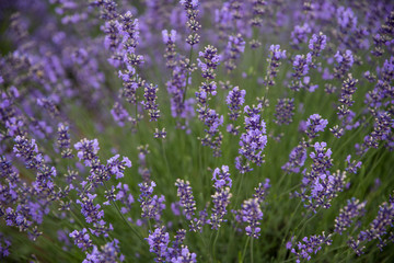 Blooming and fragrant lavender field