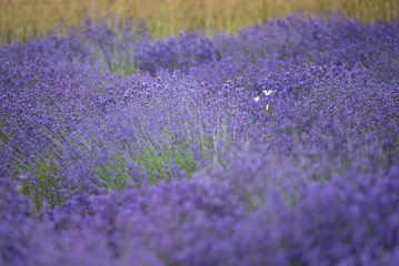 Fototapeta na wymiar Blooming and fragrant lavender field