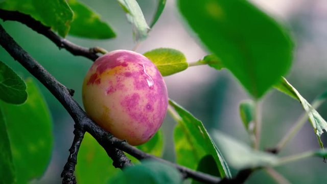 Picking organic ripe white plums (4K)