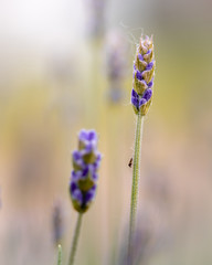 lavendel