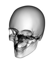 X RAY SKELETON 3D RENDER