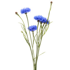 Fototapeta premium Blue Cornflower Herb or bachelor button flower bouquet isolated on white background cutout