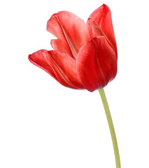 red tulip flower head isolated on white background - obrazy, fototapety, plakaty