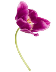 Naklejka premium One lilac tulip flower isolated on white background cutout