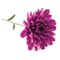 Lilac chrysanthemum flower isolated on white background