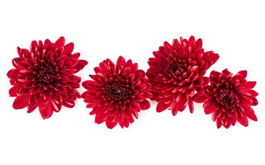 Red chrysanthemum flower isolated on white background
