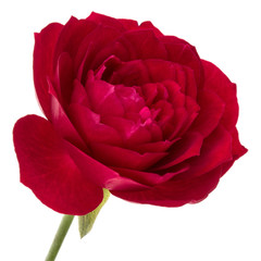 Naklejka premium one red rose flower head isolated on white background cutout