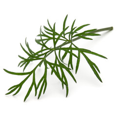 Close up shot of branch of fresh green dill herb leaves isolated on white background