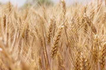 Wheat field. Ears of golden wheat close up. Rich harvest Concept. On a sunny day, in La Rioja, Spain.