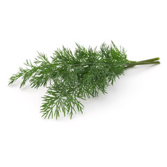 Close up shot of branch of fresh green dill herb leaves isolated on white background