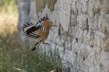 Hoopoe brings food for her nestlings