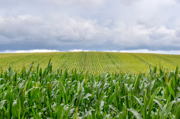 Fototapeta na wymiar Beautiful green corn field with rain clouds.