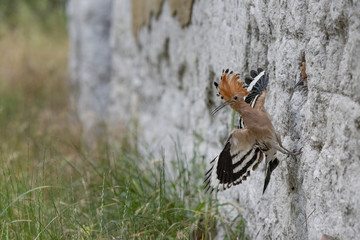 Hoopoe brings food for her nestlings