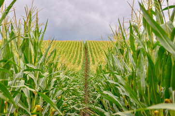 Corn field close up. Selective focus. Copy space.